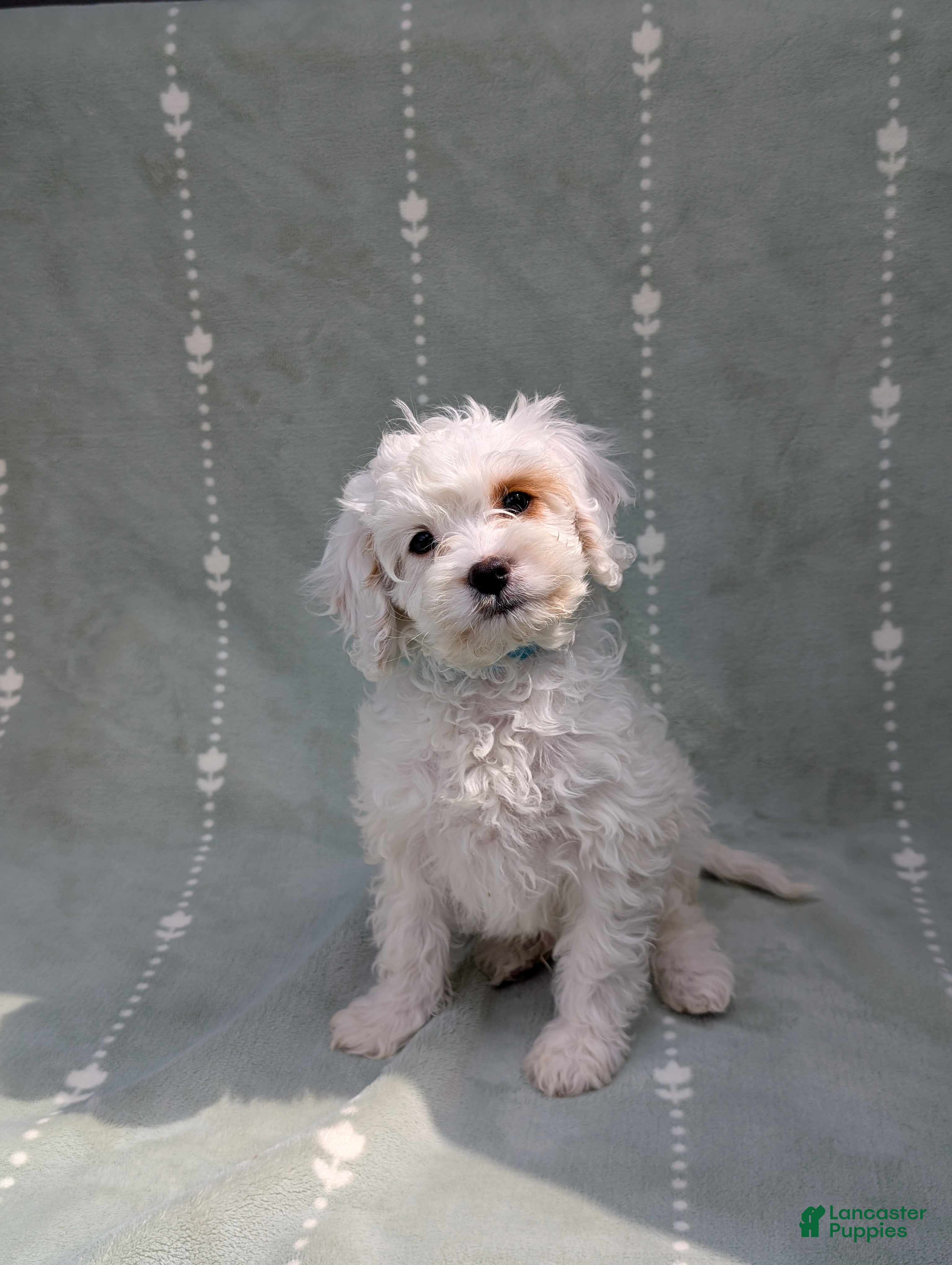 Cavapoo dogs Benedict  - Ad 1