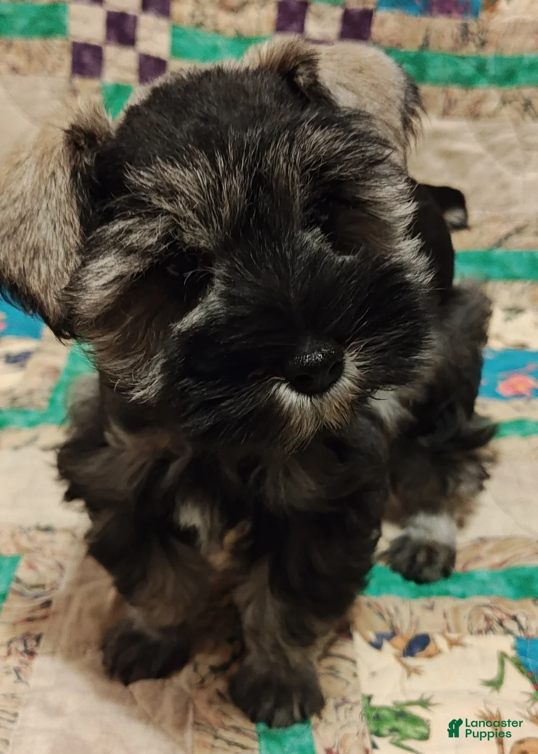 Miniature Schnauzer dogs for sale: Girl 3 - Ad 1