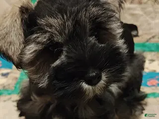Miniature Schnauzer dogs Girl 3 - Ad 33