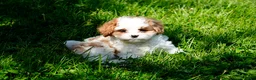 Cavapoo dogs for sale: Andy - Ad 4