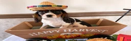 Cavalier King Charles Spaniel dogs for sale: Sparky  - Ad 3