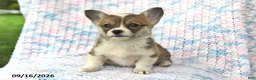 Welsh Corgi Pembroke dogs for sale: Alice - Ad 2