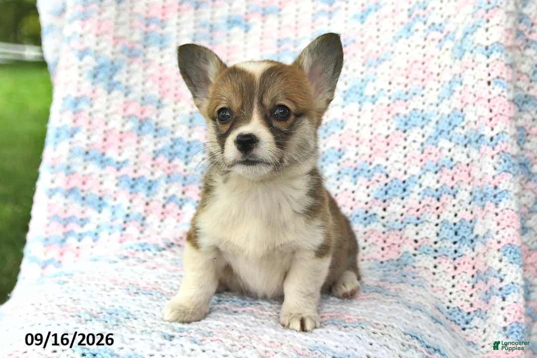 Welsh Corgi Pembroke dogs for sale: Alice - Ad 2