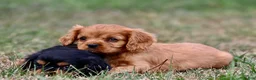 Cavalier King Charles Spaniel dogs for sale: Pemberley  - Ad 3
