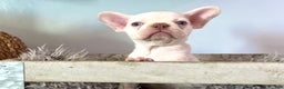 French Bulldog dogs for sale: Icy - Ad 2
