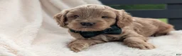 Mini Goldendoodle dogs for sale: Brody - Ad 6