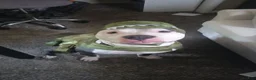 American Pit Bull Terrier dogs for stud: ONE DOG - Ad 3