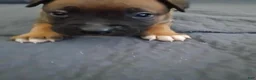 Mixed Breed dogs for sale: Mixed Breed 3 - Ad 5