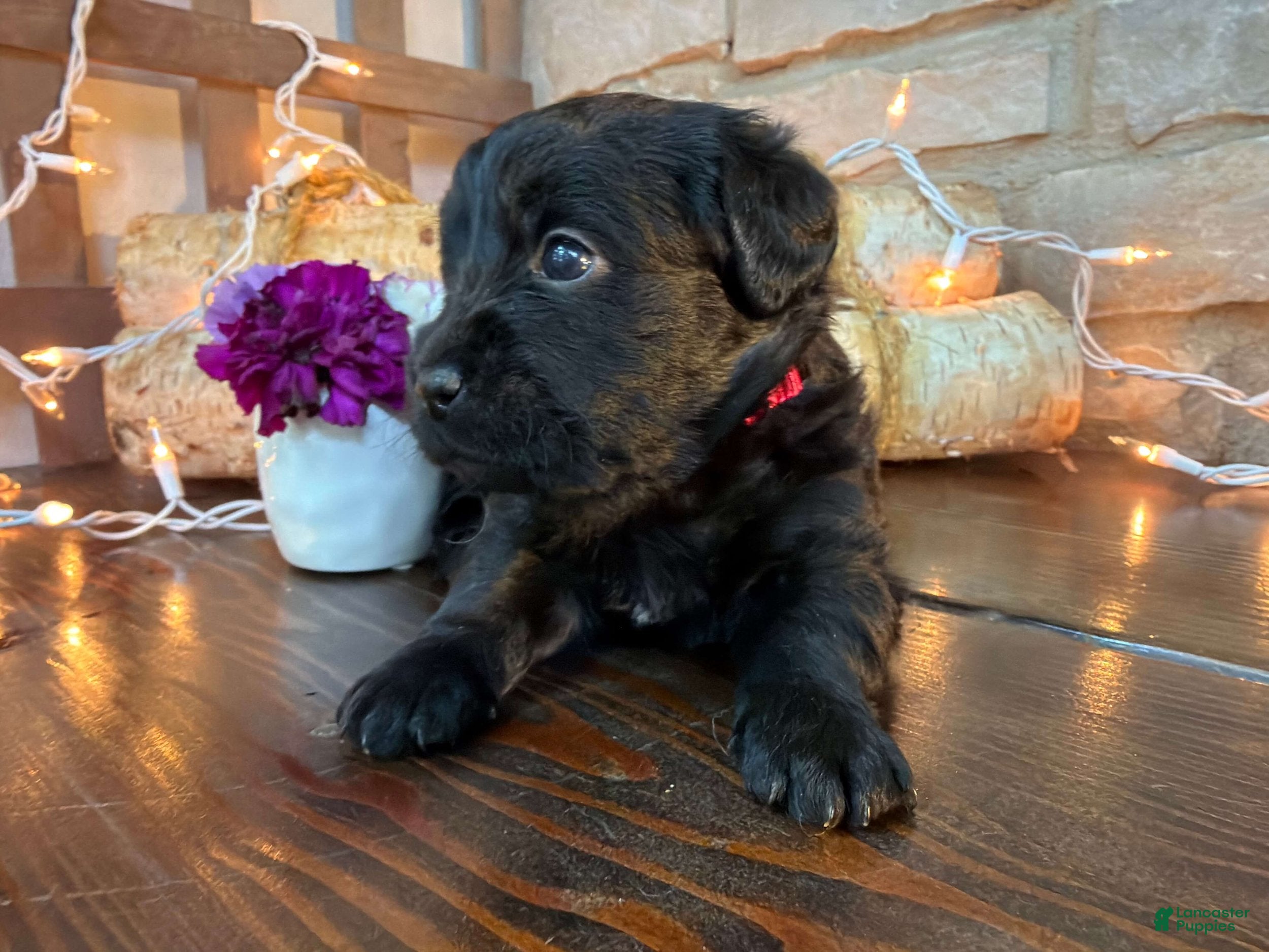 Labradoodle dogs Christina (Girl) - Ad 2