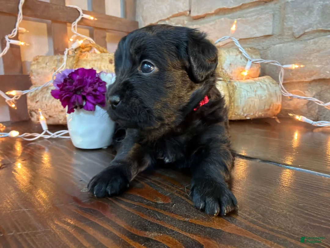 Labradoodle dogs for sale: Christina (Girl) - Ad 2