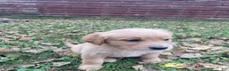 Golden Retriever dogs for sale: Alexis - Ad 3