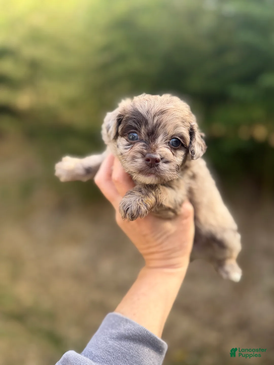 Pomapoo dogs for sale: Pomapoo Puppy 3 - Ad 1