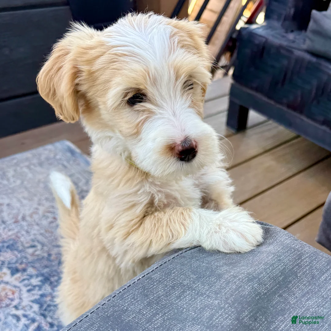 Bernedoodle dogs for sale: Candy - Ad 1
