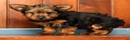 Yorkshire Terrier dogs for sale: Tinker - Ad 7
