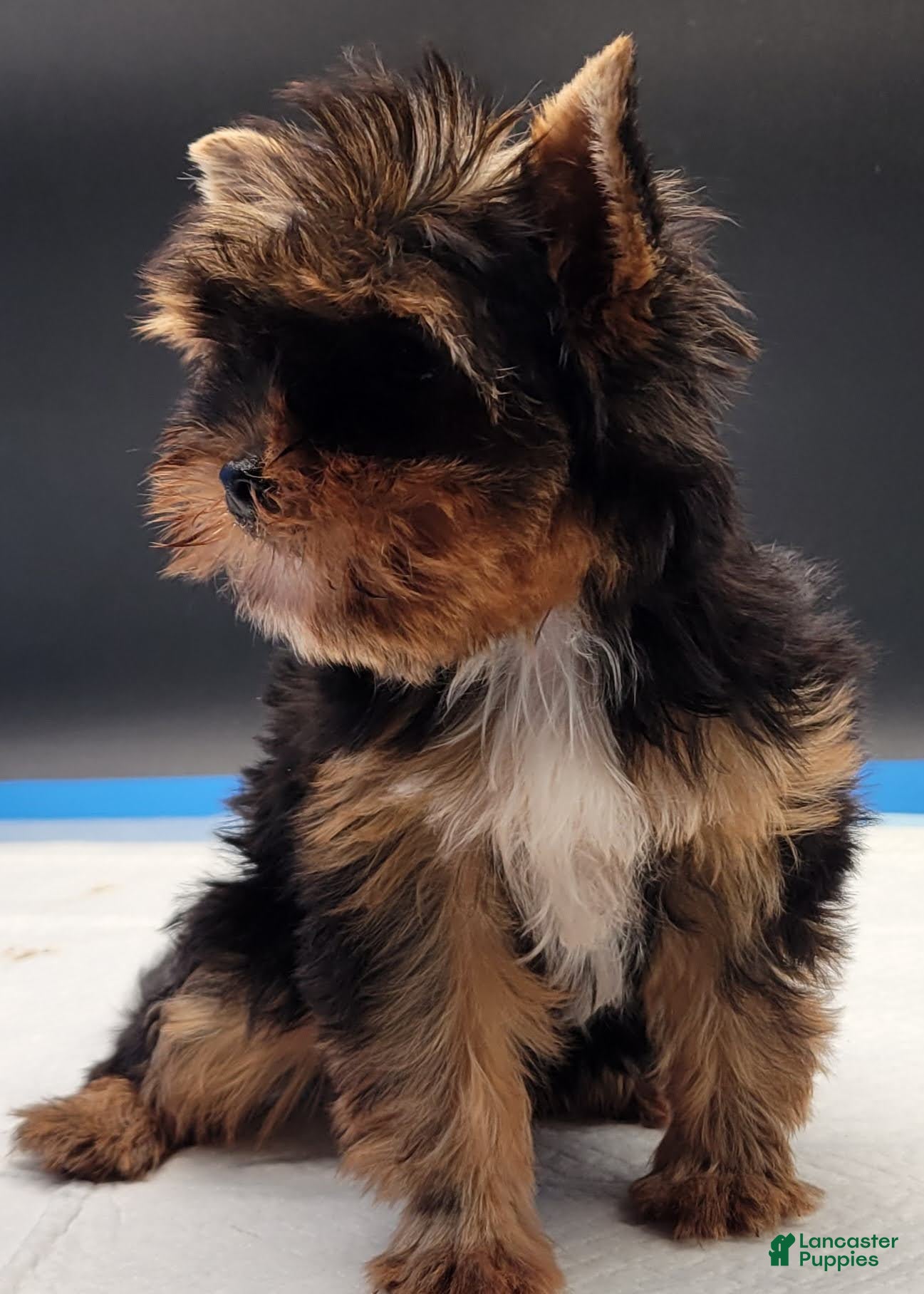 Yorkshire Terrier dogs Yorkshire Terrier 2 - Ad 1