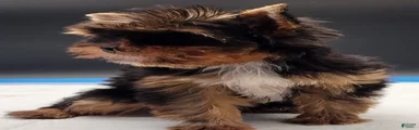 Yorkshire Terrier 2