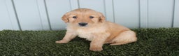Golden Retriever dogs for sale: Golden Retriever Puppy Cowen - Ad 2