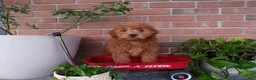 Mini Goldendoodle dogs for sale: Brinn - Ad 3