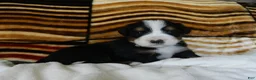 Bernese Mountain Dog dogs for sale: Beauty - Ad 3