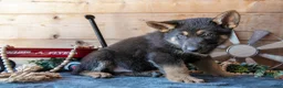 German Shepherd dogs for sale: Mischief  - Ad 3
