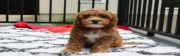 Cockapoo dogs for sale: Freddy  - Ad 1