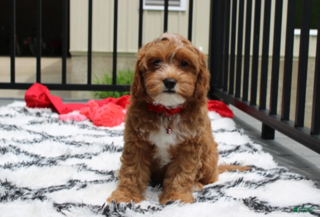Cockapoo dogs for sale: Freddy  - Ad 1