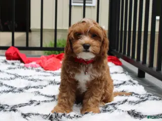 Cockapoo dogs for sale: Freddy - Ad 4