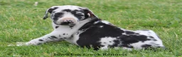 Great Dane dogs for sale: Molly - Ad 2
