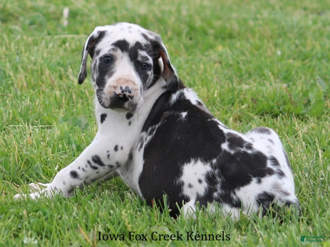 Great Dane dogs for sale: Molly - Ad 2