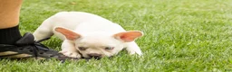 French Bulldog dogs for sale: Hank - Ad 5
