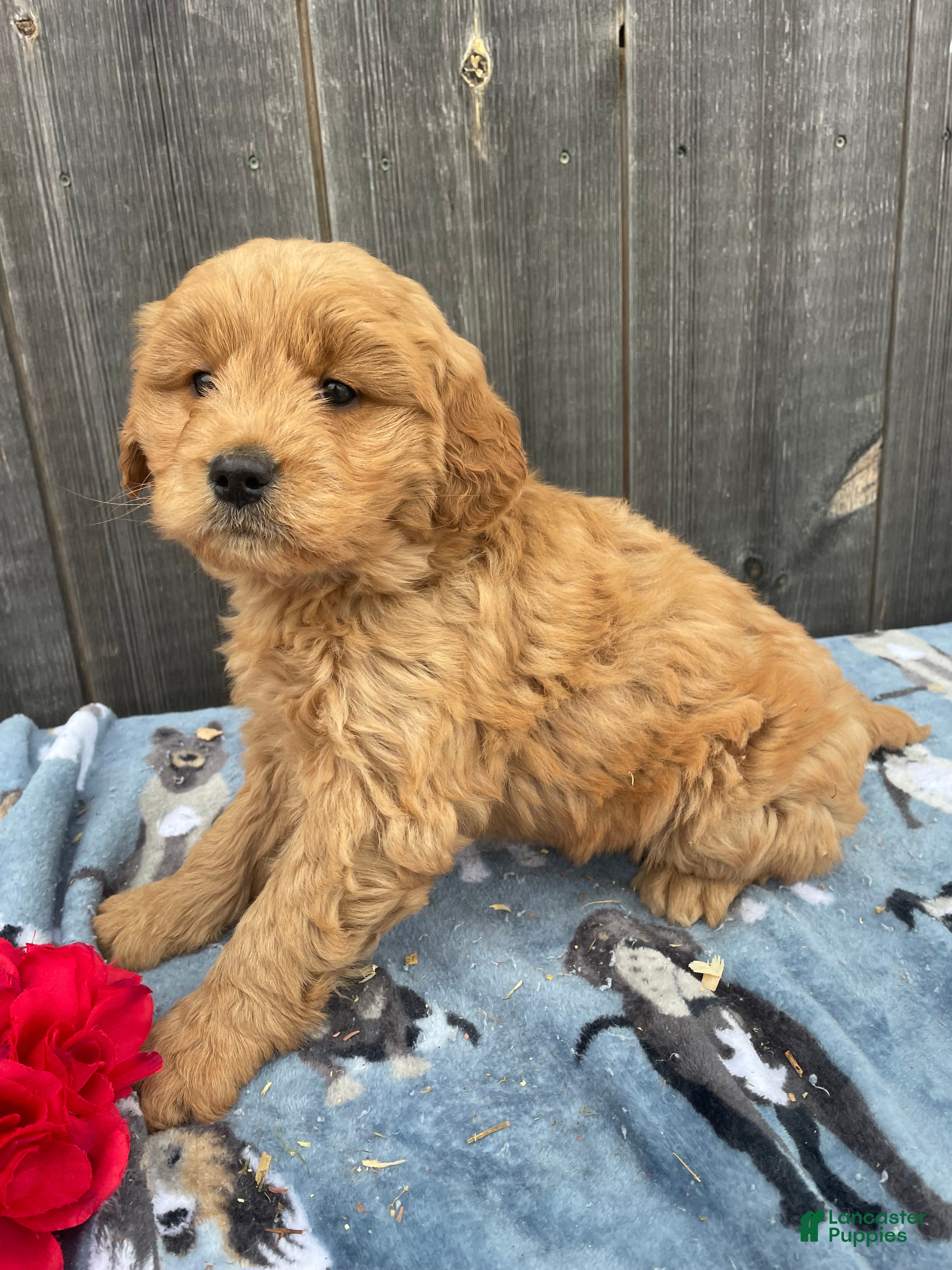 Mini Goldendoodle dogs Mitzy - Ad 36