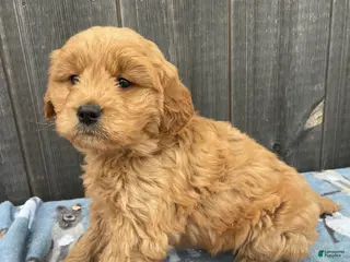 Mini Goldendoodle dogs Mitzy - Ad 36