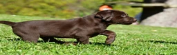 Labrador Retriever dogs for sale: Choco - Ad 10