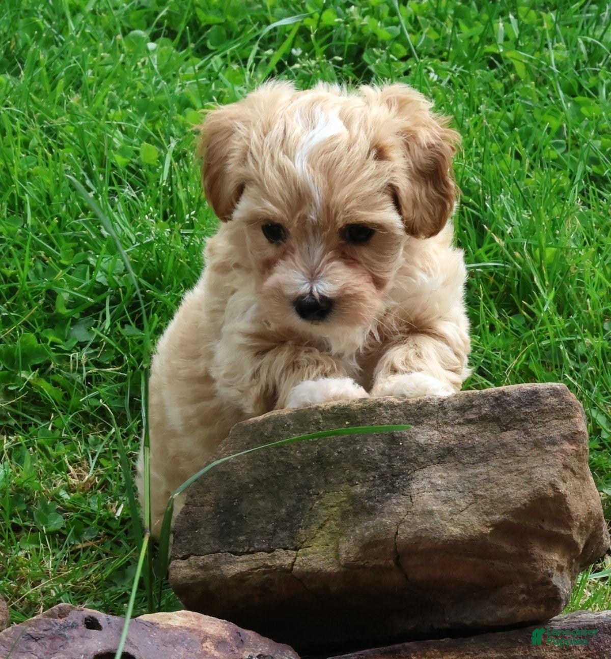 Maltipoo dogs Roscoe - Ad 2