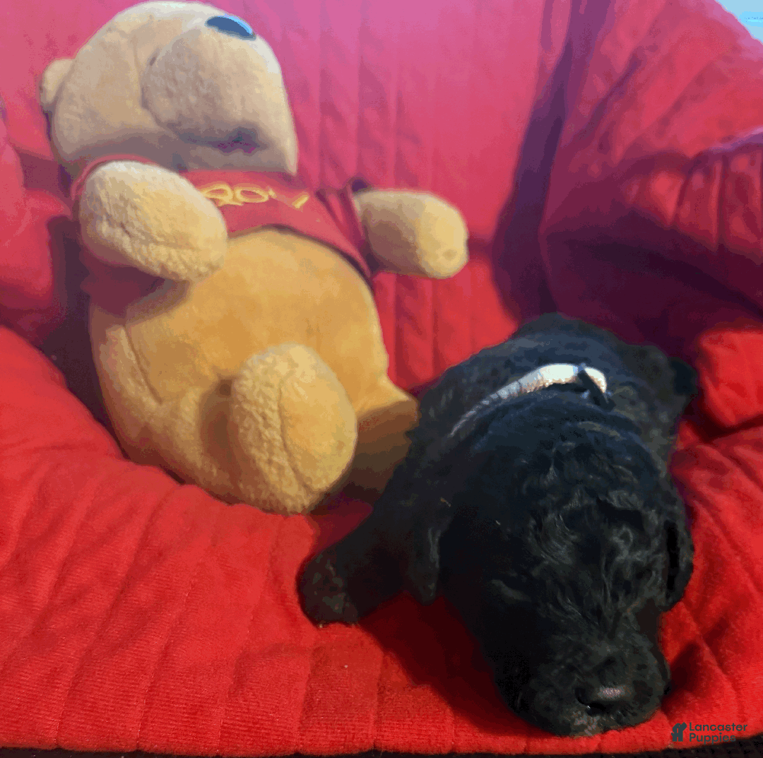 Goldendoodle dogs for sale: White - Ad 2