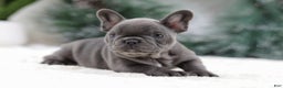 French Bulldog dogs for sale: Tara - Ad 3