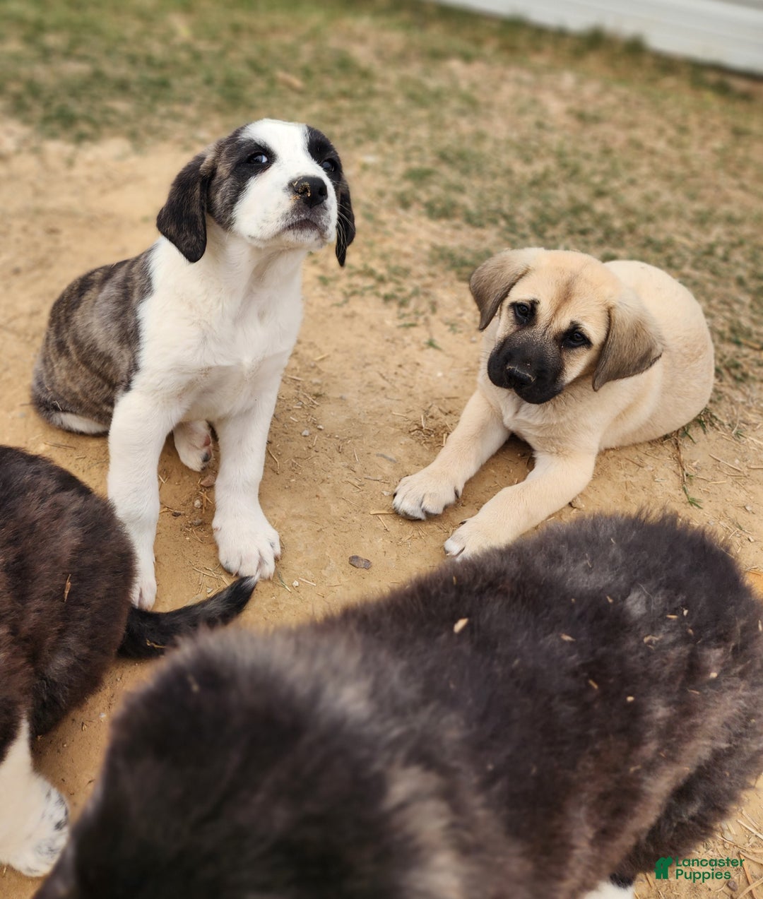 Anatolian Shepherd dogs for sale: AKC Blue M1 ASD puppy - Ad 14