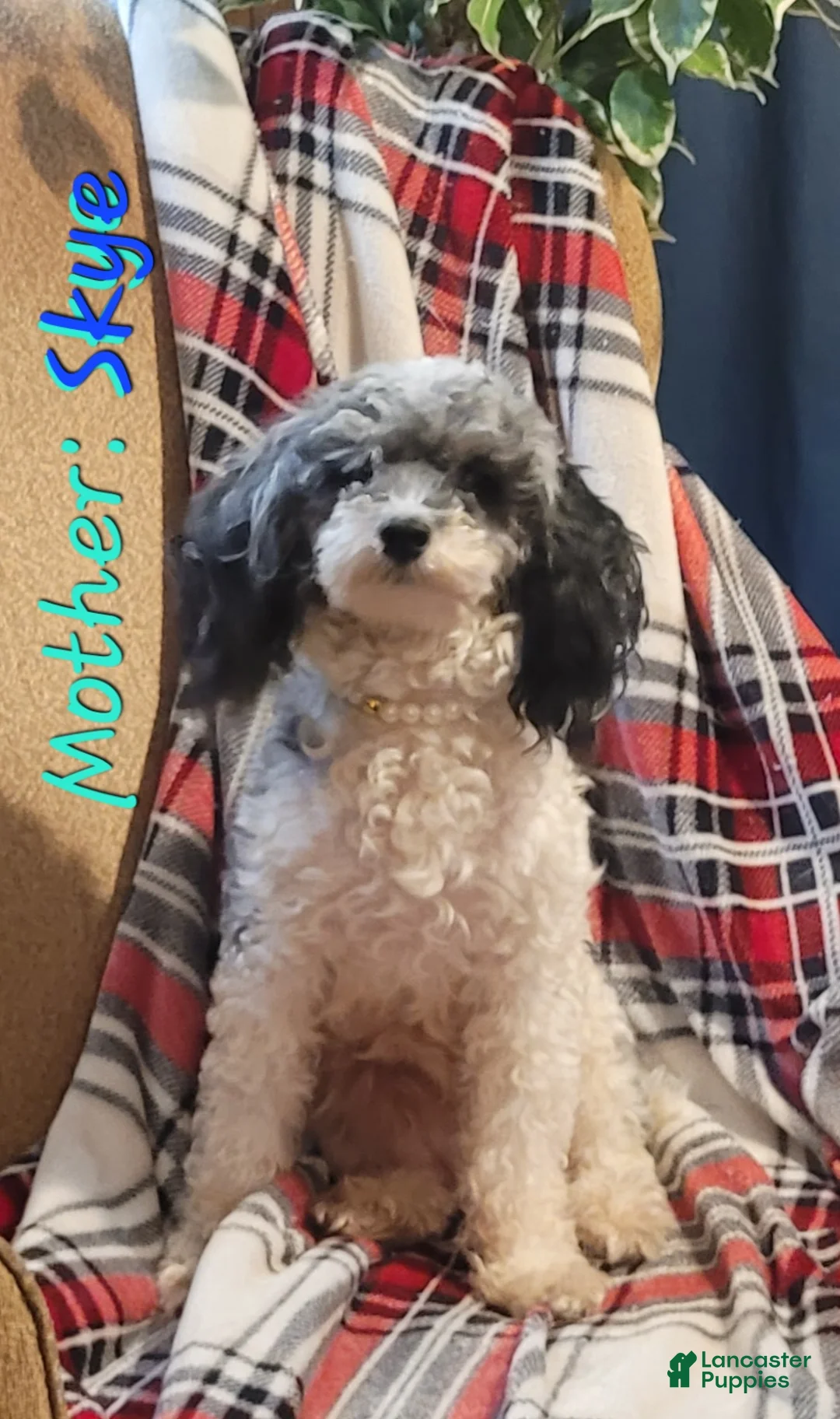 Miniature Poodle dogs for sale: Zenith  - Ad 4