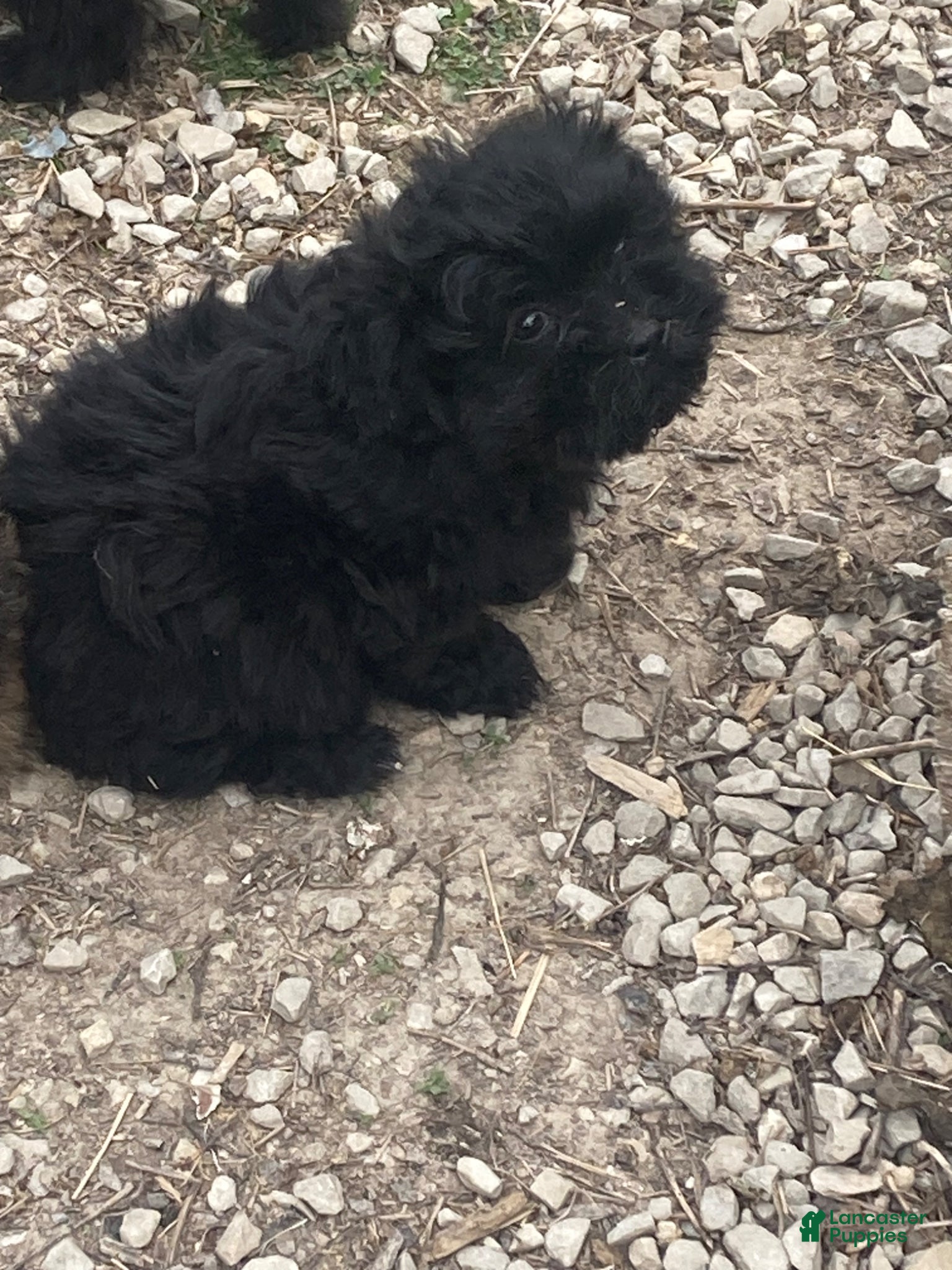 Mixed Breed dogs for sale: Mixed Breed Puppy 2 - Ad 3