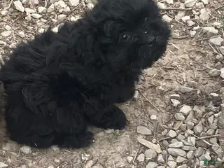 Mixed Breed dogs for sale: Mixed Breed Puppy 2 - Ad 3