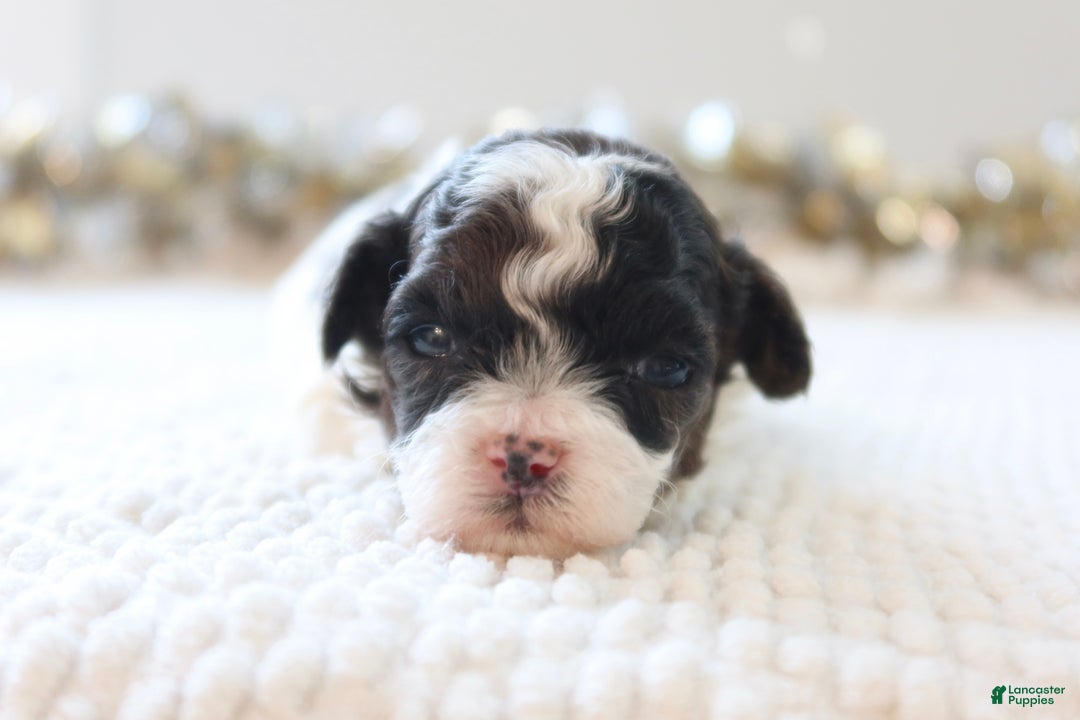 Toy Poodle dogs for sale: Merry - Ad 4