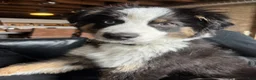 Australian Shepherd dogs for sale: Australian Shepherd Puppy 1 - Ad 4