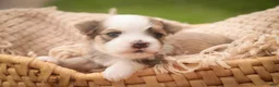 Havanese dogs for sale: Webster Havanese  - Ad 3