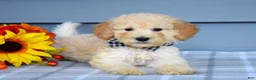 Goldendoodle dogs for sale: Oscar - Ad 4