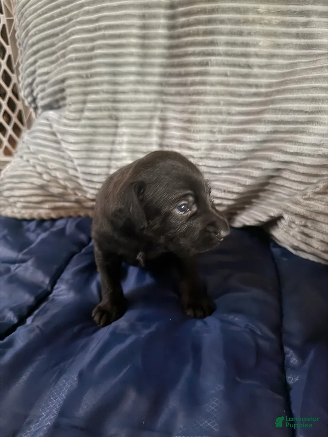 Xoloitzcuintle dogs for sale: Batman and Luke cage (two male coated pups separate litter) - Ad 28