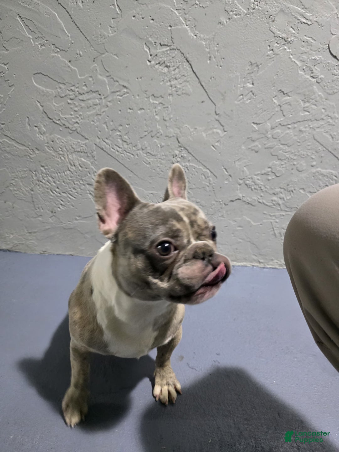 French Bulldog dogs for sale: French Bulldog Puppy 2 - Ad 3