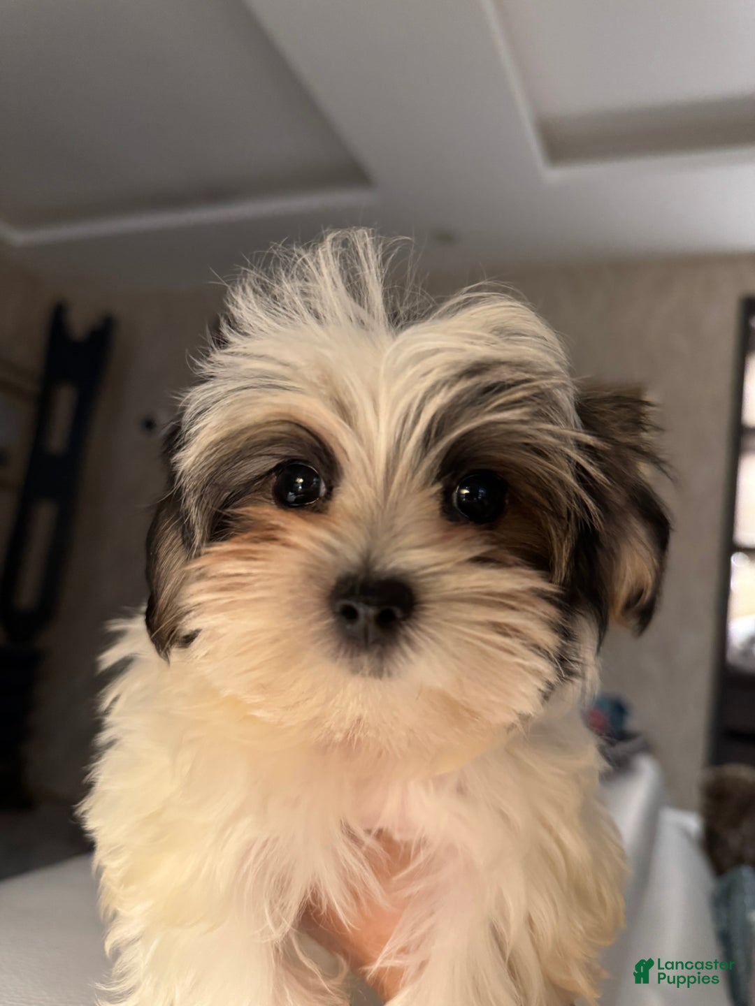 Morkie dogs for sale: Rice - Ad 2