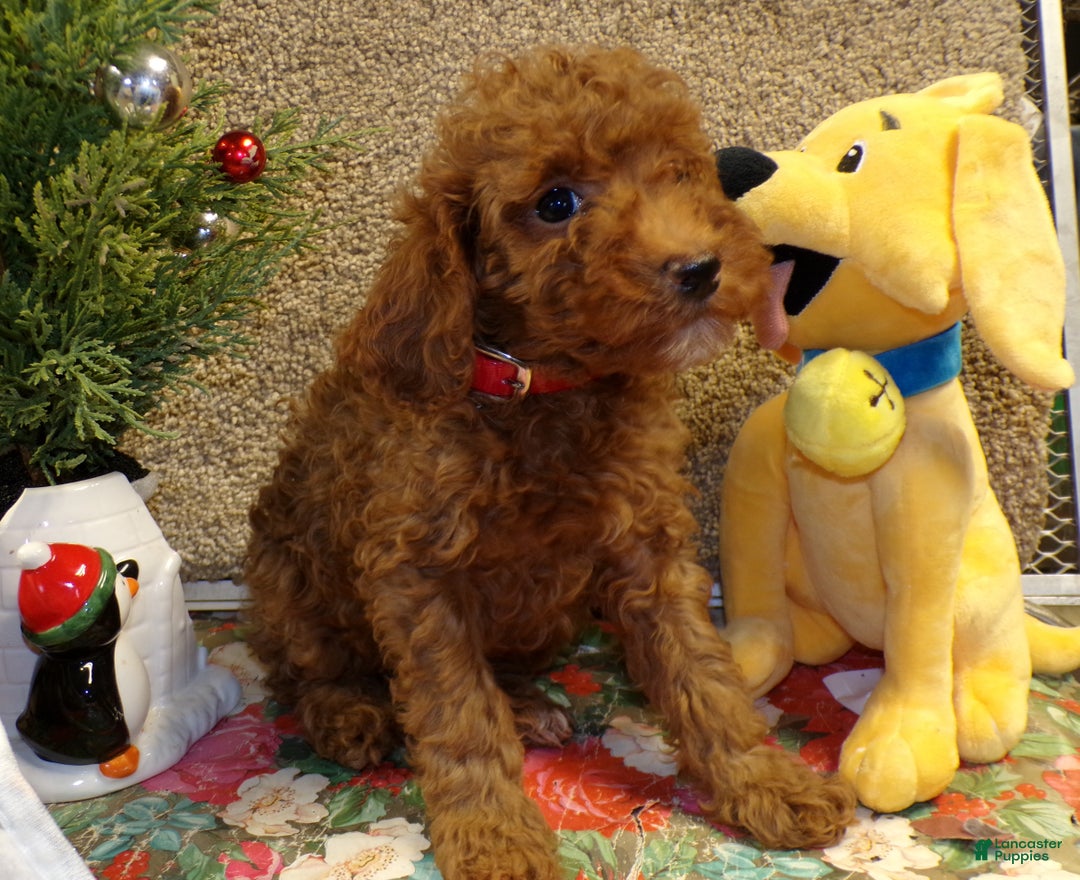 Miniature Poodle dogs for sale: Miniature Poodle Puppy 4 Duke - Ad 3