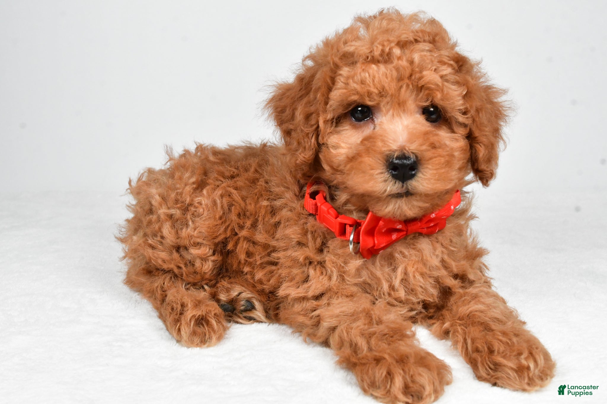 Miniature Poodle dogs Hudson - Ad 1