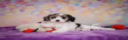 Cavapoo dogs for sale: Cavapoo 2 - Ad 5